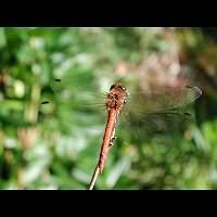 picture Common Darter