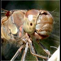 picture Sympetrum striolatum