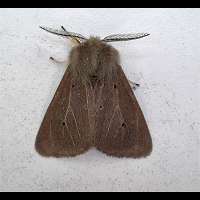 photograph of Muslin Moth