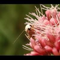 photograph of Scarce Footman