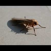 photograph of the Buff Footman