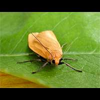 photograph of the Orange Footman