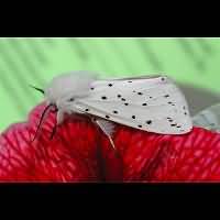 photograph of Spilosoma lubricipeda