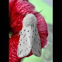 Photograph of Spilosoma lubricipeda