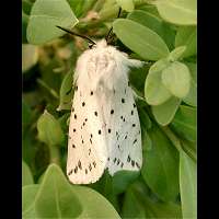 photograph of White Ermine