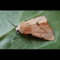 photograph Spilosoma lutea