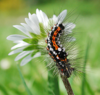 photograph Euproctis similis larvae, caterpillar