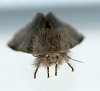 picture of Oak Processionary Moth