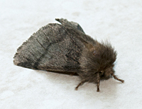 picture of Oak Processionary Moth