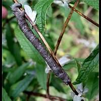 photograph of Biston betularia