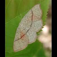 foto Cyclophora punctaria