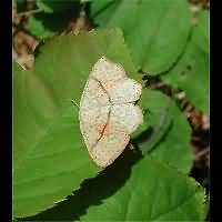 photograph of Cyclophora punctaria