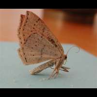 photograph of Cyclophora punctaria