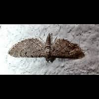 photograph of Eupithecia intricata