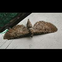 photograph of Eupithecia tantillaria