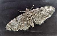 photograph of Eupithecia tantillaria