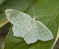 foto van Hemithea aestivaria