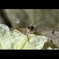 foto Serraca punctinalis