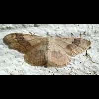 afbeelding van Idaea aversata