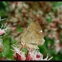 photograph of Macaria liturata