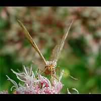 photograph of Semiothisa liturata