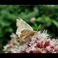 photograph of Macaria liturata