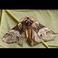 picture Drymonia dodonaea