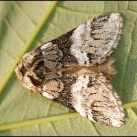 picture Drymonia dodonaea