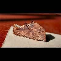 picture Coxcomb Prominent