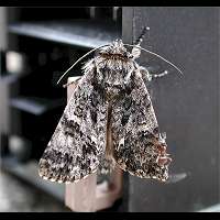 photograph of Acronicta rumicis