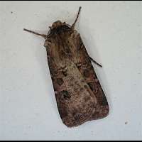 Photograph of Agrotis clavis