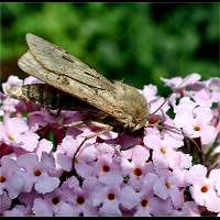 foto Agrotis exclamationis