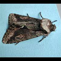 photograph of Green-brindled Crescent