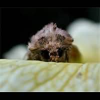 photograph of Pale-shouldered Brocade