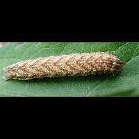 photograph of Melanchra persicariae