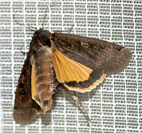 photograph of Noctua pronuba