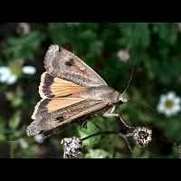 photograph of Noctua pronuba