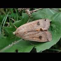 foto van  Noctua pronuba