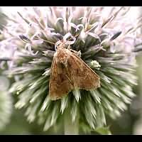 photograph of Oligia fasciuncula