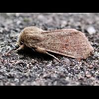 foto Orthosia cruda