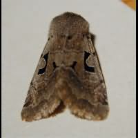 foto van Orthosia gothica