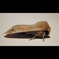 foto Orthosia munda