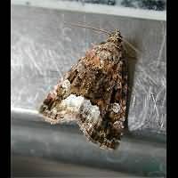 photograph of Marbled White Spot