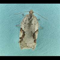 photograph of Acleris notana