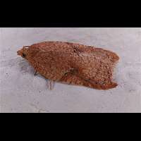 picture Acleris notana or Acleris ferrugana