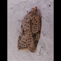 picture Acleris notana or Acleris ferrugana