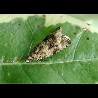 picture of Dark Strawberry Tortrix