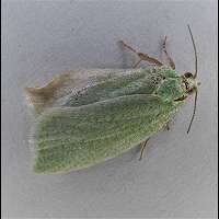 picture Green Oak Tortrix