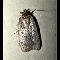 foto Agonopterix propinquella