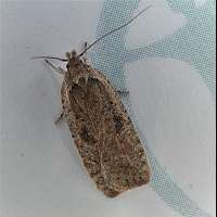 Photograph of Agonopterix propinquella